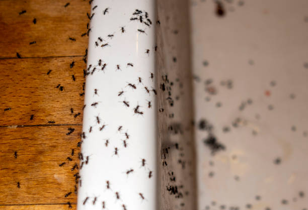 Best Mosquito Control Services  in Davenport, IA
