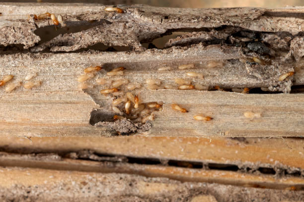 Best Best Pest Control Companies  in Davenport, IA